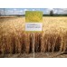 Семена озимой пшеницы - Благодарка Одесская (Элита)