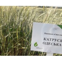 Семена озимой пшеницы - Катруся Одесская (Элита)
