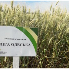 Семена озимой пшеницы - Лига Одесская (Элита)