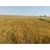 Семена озимой пшеницы - Мудрость Одесская (Элита)