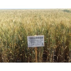 Семена озимой пшеницы - Мудрость Одесская (Элита)