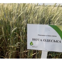 Семена озимой пшеницы - Нота Одесская (Элита)