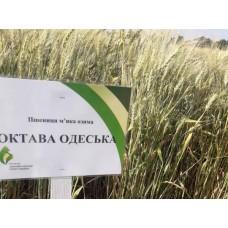 Семена озимой пшеницы - Октава Одесская (Элита)