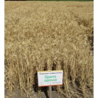 Семена озимой пшеницы - Оранта Одесская (Элита)