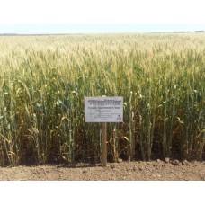 Семена озимой пшеницы - Пилиповка (Элита)