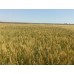 Семена озимой пшеницы - Пилиповка (Элита)